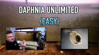 How I Raise Daphnia Water Fleas And You Can Too [upl. by Stephie324]