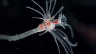 Actinula release in Ectopleura crocea Cnidaria Hydrozoa Tubulariidae [upl. by Quinn]