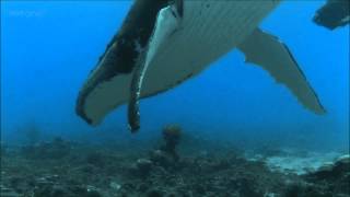 Humpback Whales  BBC documentary excerpt [upl. by Tulley]