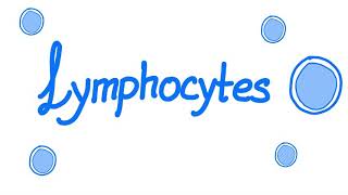 Neutrophils Lymphocytes Monocytes What’s Optimal For Health And Longevity [upl. by Hamlin876]