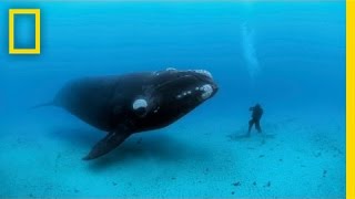 Diving with Whales  Nat Geo Live [upl. by Ikkim101]