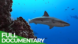 Underwater Volcanoes  Oases of the Sea  Free Documentary Nature [upl. by Jesse]