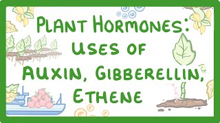 GCSE Biology  Plant Hormones  Uses of Auxin Gibberellin and Ethene 53 [upl. by Delano]