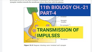 Class 11 BiologyCh21 Part4Transmission of impulsesStudy with Farru [upl. by Ocin]