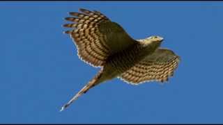 Sparrowhawk Bird Call Bird Song [upl. by Norah]