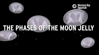 The phases of the moon jelly [upl. by Yemarej]