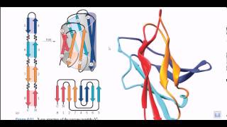 Protein motifs and domains  secondary structure of proteins [upl. by Nailil]