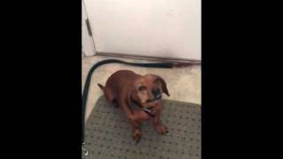 Reverse Sneezing in a Dachshund [upl. by Doownelg]