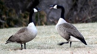 Goose honk  call sounds [upl. by Galateah384]