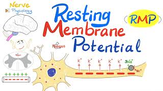 Resting Membrane Potential RMP  Nerve Physiology [upl. by Krause825]