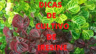 DICAS DE CULTIVO DE IRESINE [upl. by Kenn]