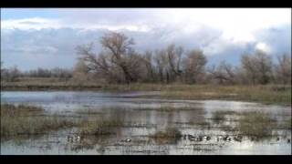 Aquatic Biomes Wetlands  Biology  Ecology [upl. by Modern]