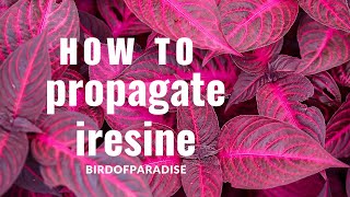 How to Grow Iresine Blazin’ Rose BloodleafWITHOUT ROOTING HORMONE Shade Plants BirdofParadise [upl. by Herates]