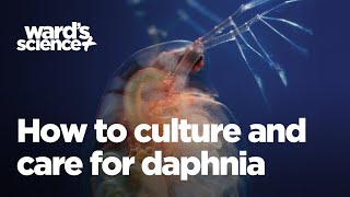 Caring and Culturing for Daphnia [upl. by Calmas720]