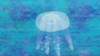 Anim8Nature Jellyfish Life Cycle [upl. by Salas916]