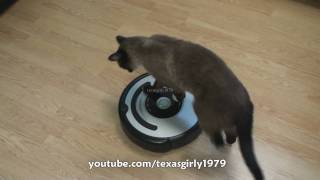 Cat shows HOW TO use iRobot Roomba Vacuum [upl. by Longley]