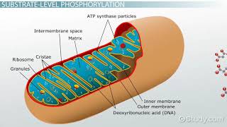 Substrate level Phosphorylation and Oxidative Phosphorylation [upl. by Edris465]