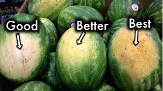 How To Pick The Sweetest Watermelon Every Single Time [upl. by Leavitt]