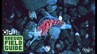 Creatures Of The Intertidal Zone Up Close And Personal [upl. by Hannon332]