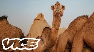 Camel Racing in Saudi Arabia A Million Dollar Industry [upl. by Cyndia]