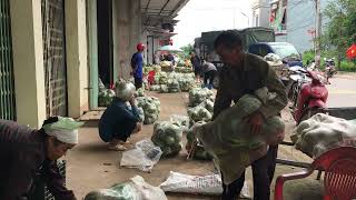 Harvesting Heirloom Melons Preserving Tradition [upl. by Aihsein]