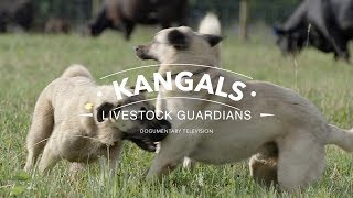 ALL ABOUT THE KANGAL DOG THE FINEST GUARDIAN DOG [upl. by Acnaiv]