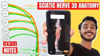 Sciatic Nerve Anatomy 3D  sciatic nerve course anatomy  sciatic nerve branches [upl. by Pedrick]