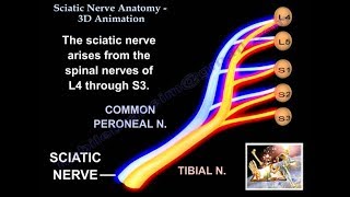 Sciatic Nerve Anatomy 3D  Everything You Need To Know  Dr Nabil [upl. by Ranite246]