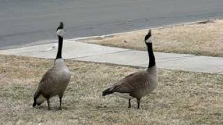 Canada Geese Honking amp Flying Off [upl. by Buchbinder]