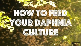 How To Feed Your Daphnia Culture [upl. by Ban480]