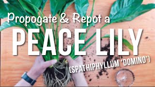 peace lily  How to Propagate  Repotting  Care Guide [upl. by Eita]