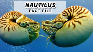 Nautilus Facts OLDER than DINOSAURS  Animal Fact Files [upl. by Oballa]