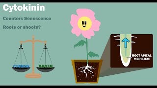 PLANT HORMONES  Auxin Gibberellin Cytokinin Ethylene Abscisic Acid [upl. by Xymenes]