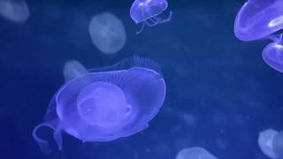 Jellyfish LifeCycle [upl. by Amoihc]