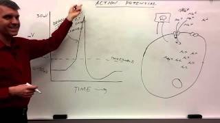 action potential for beginners [upl. by Courtund165]