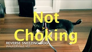 Reverse Sneezing Chihuahua [upl. by Acinorev]