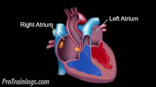 The Cardiac Conduction System [upl. by Novaj]