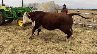 Hereford Bull Gets Rough [upl. by Haliled]