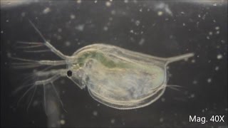 Daphnia magna under the Microscope [upl. by Ineslta]