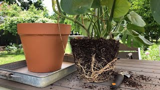 🪴 Repotting Monstera deliciosa 👩‍🌾 [upl. by Hakeem351]