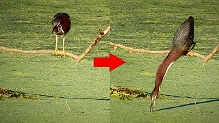 Green Heron Fishing What a Neck [upl. by Nylannej]