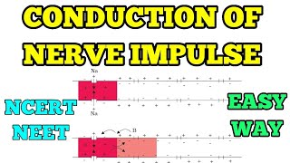 CONDUCTION OF NERVE IMPULSE I EASY WAY I NEET NCERT [upl. by Sirromal]