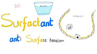 Lung Surfactant  Surface Tension  Alveoli  Type II Pneumocytes  NRDS  Physiology [upl. by Gerti]