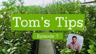 Toms Tips 7  Griselinia littoralis  Greenwood Plants [upl. by Natek]