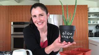 How to repot aloe plants [upl. by Erapsag]