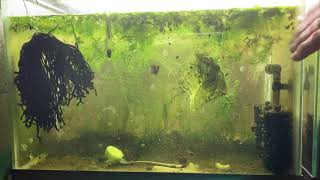 Scuds Daphnia Cherry Shrimp Copepods My aquatic food culture [upl. by Darum670]