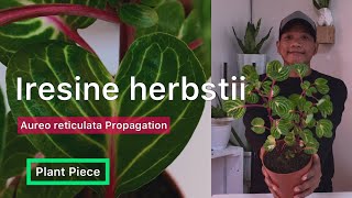 Iresine herbstii  HOW TO PROPAGATE IRESINE  PlantPiece Ep05 [upl. by Kay96]