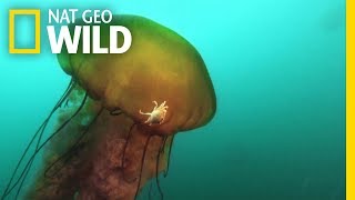 This Jellyfish Contains an Ecosystem  Nat Geo Wild [upl. by Leiuqeze39]