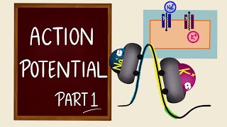 Action Potential  Part 1  Ionic Basics  Nerve Muscle Physiology [upl. by Tad]