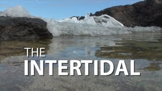 The Intertidal  UnderH2O  PBS Digital Studios [upl. by Aihsikal]